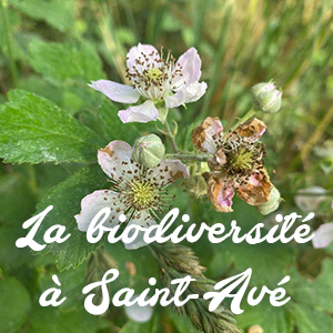 Sortie Observations de la biodiversité à Saint-Avé